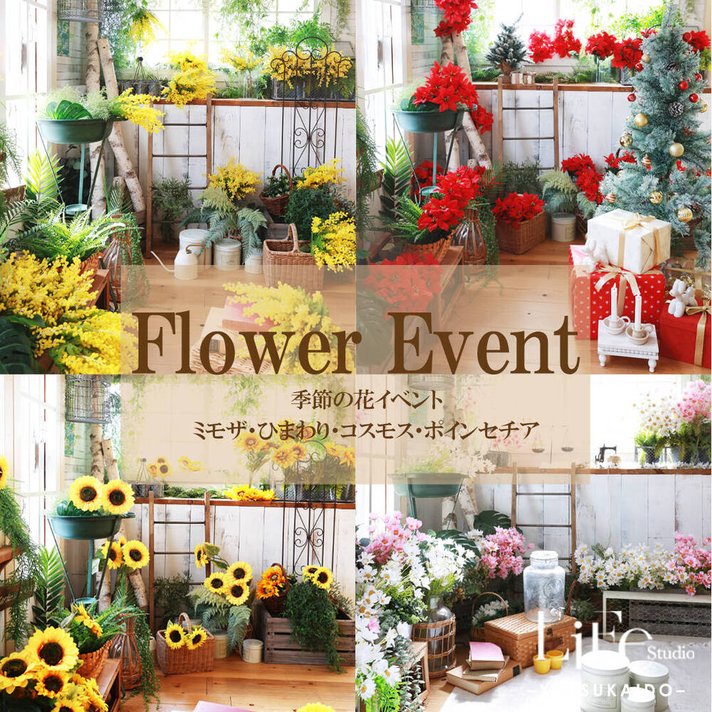 季節の花イベント】ミモザ/ひまわり/ポインセチアと一緒に誕生日記念を