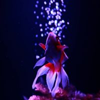ブログ写真