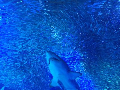 ブログ写真