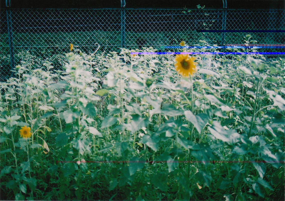 ブログ写真