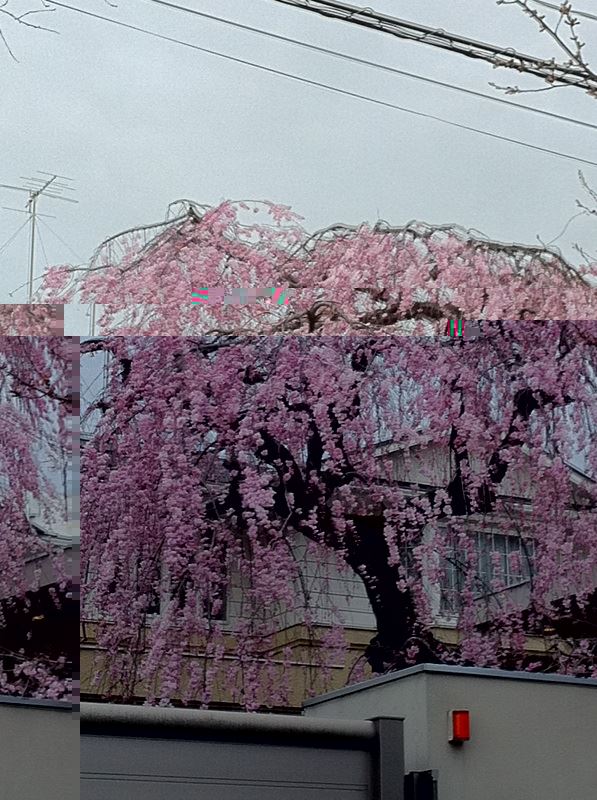 ブログ写真