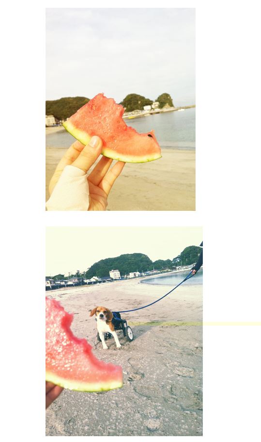 ブログ写真