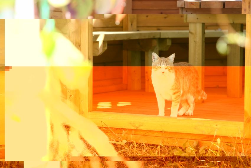 ブログ写真