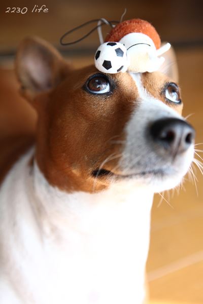 ブログ写真